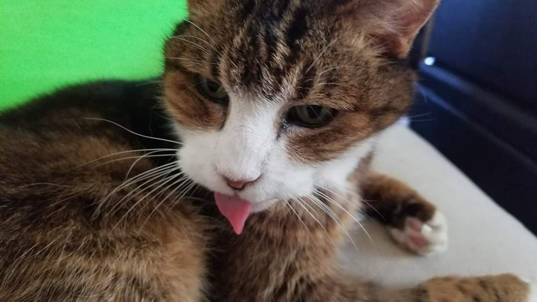 mrsstingrayx's tweet photo. Our cat went missing tonight around 8pm near Alamitos and Tenth.He has a collar, but not chipped. He has a large white marking on face and neck. Missing some teeth and has difficulty using his back legs sometimes. He's old and easily confused, &amp; might bite if he feels threatened. https://t.co/RzSjylVdMQ