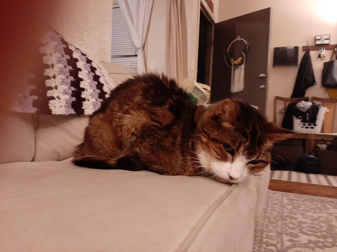 mrsstingrayx's tweet photo. Our cat went missing tonight around 8pm near Alamitos and Tenth.He has a collar, but not chipped. He has a large white marking on face and neck. Missing some teeth and has difficulty using his back legs sometimes. He's old and easily confused, &amp; might bite if he feels threatened. https://t.co/RzSjylVdMQ