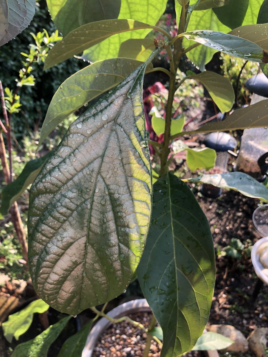 Any gardeners that can help? My avocafo leaves are going white. Just on a few for now. Would you take them off or know what the problem is? #gardening #avocado #growyourown #GardensHour