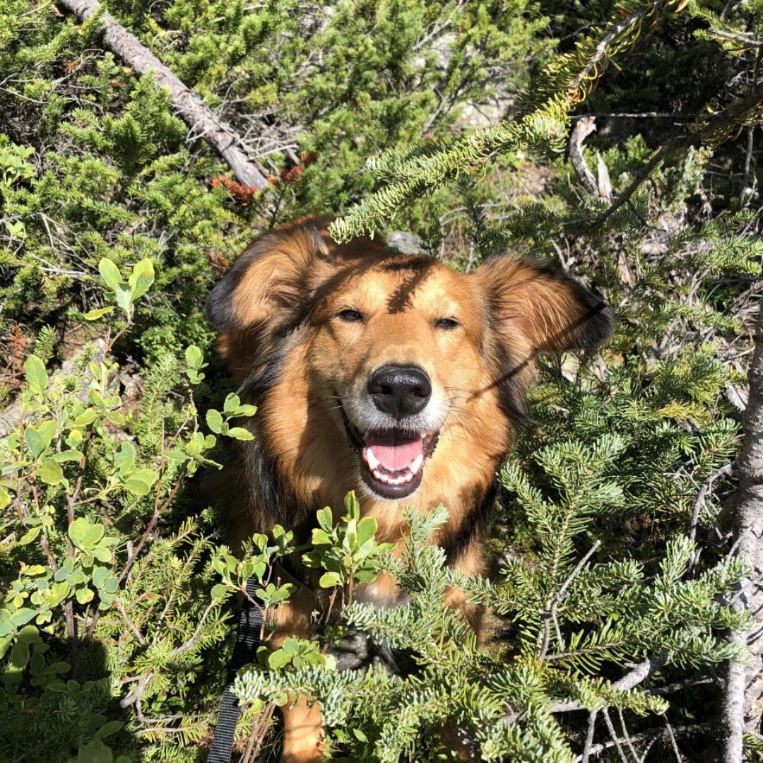SustainHumber's tweet photo. It's National Pet Day! We wanted to share some of our new coworkers. We usually find them asleep on the job, but we still enjoy their company! 

#NationalPetDay #HumberAtHome #Coworkers https://t.co/opsuTGJ7e6