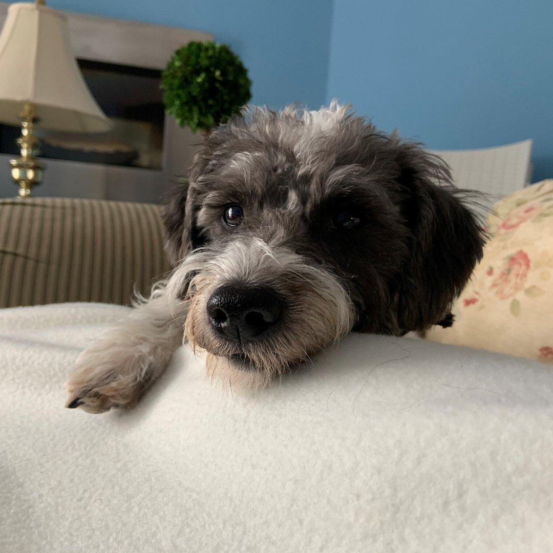 It's National Pet Day! We wanted to share some of our new coworkers. We usually find them asleep on the job, but we still enjoy their company! 

#NationalPetDay #HumberAtHome #Coworkers