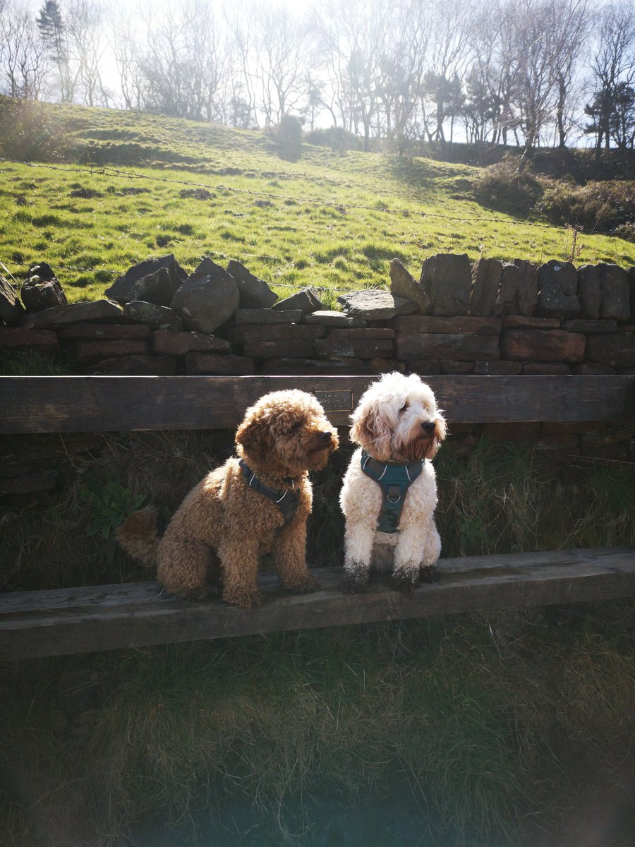 Lockdown blues were setting in, so decided to get out with the dogs for some daily exercise. Feeling very blessed to have this locally 🌄🐶