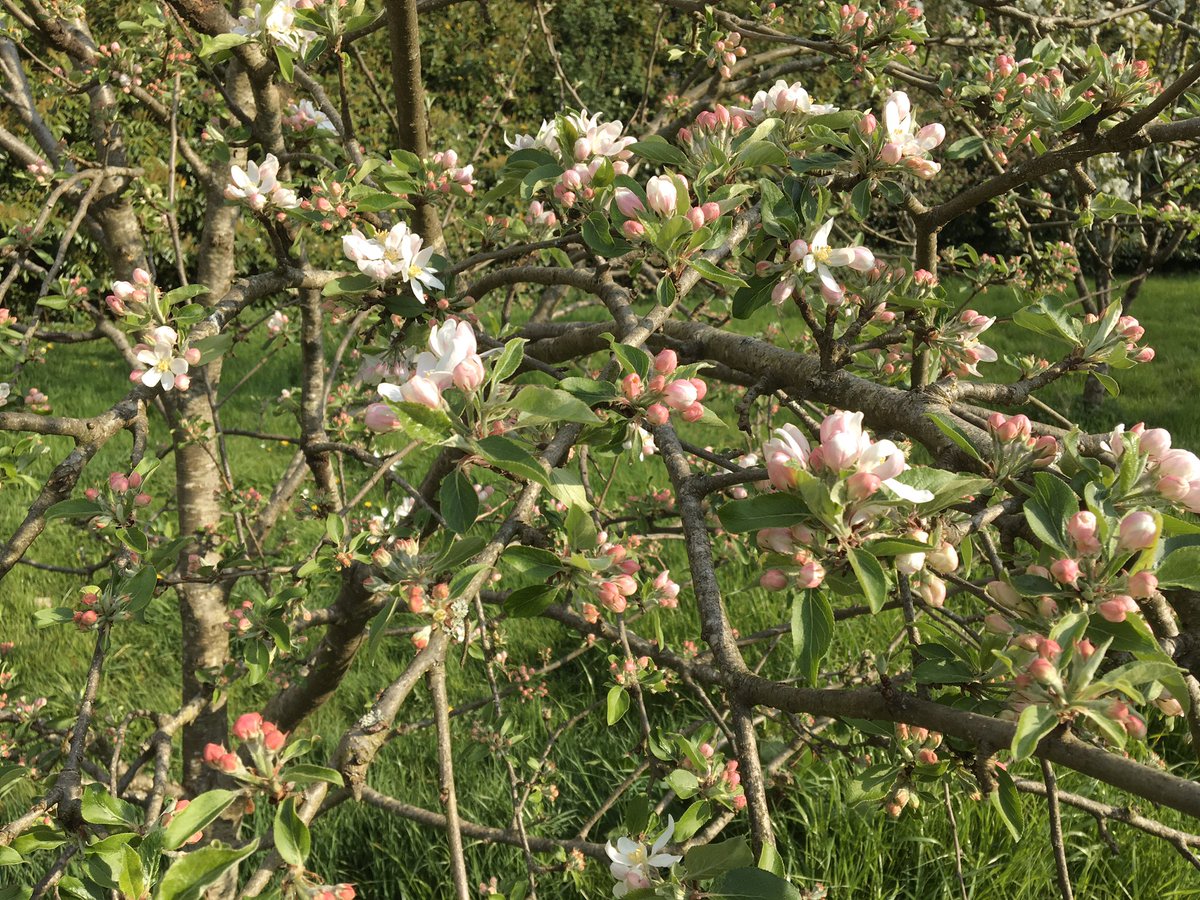 allanscider's tweet photo. Beautiful Cherry, Apple and Pear. https://t.co/YUneFWNkYE