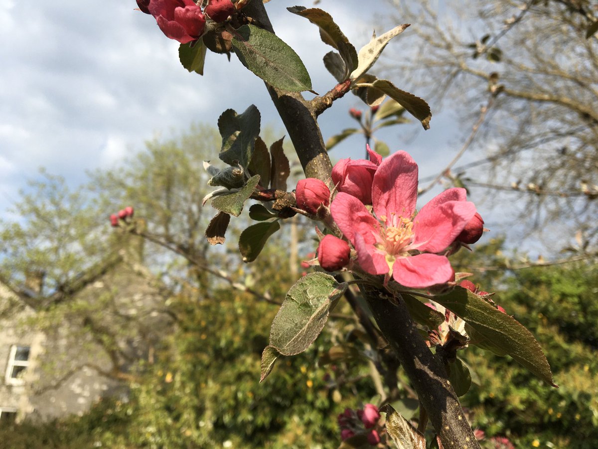 allanscider's tweet photo. Beautiful Cherry, Apple and Pear. https://t.co/YUneFWNkYE