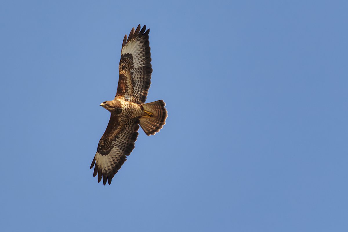 abuzzandaflutter.co.uk tweet media