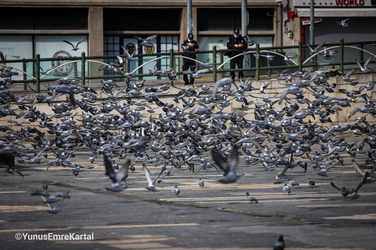 Sokağa çıkma yasağının olduğu günde #TürkPolisi bir yandan görevini yerine getirirken diğer yandan Ulus Heykel'de kimsesiz kalan kuşları besliyor.

#TürkPolisTeşkilatı #Polis #Emniyet #SokağaÇıkmaYasağı #Ankara #photojournalism #korona #koronavirüs #covid_19