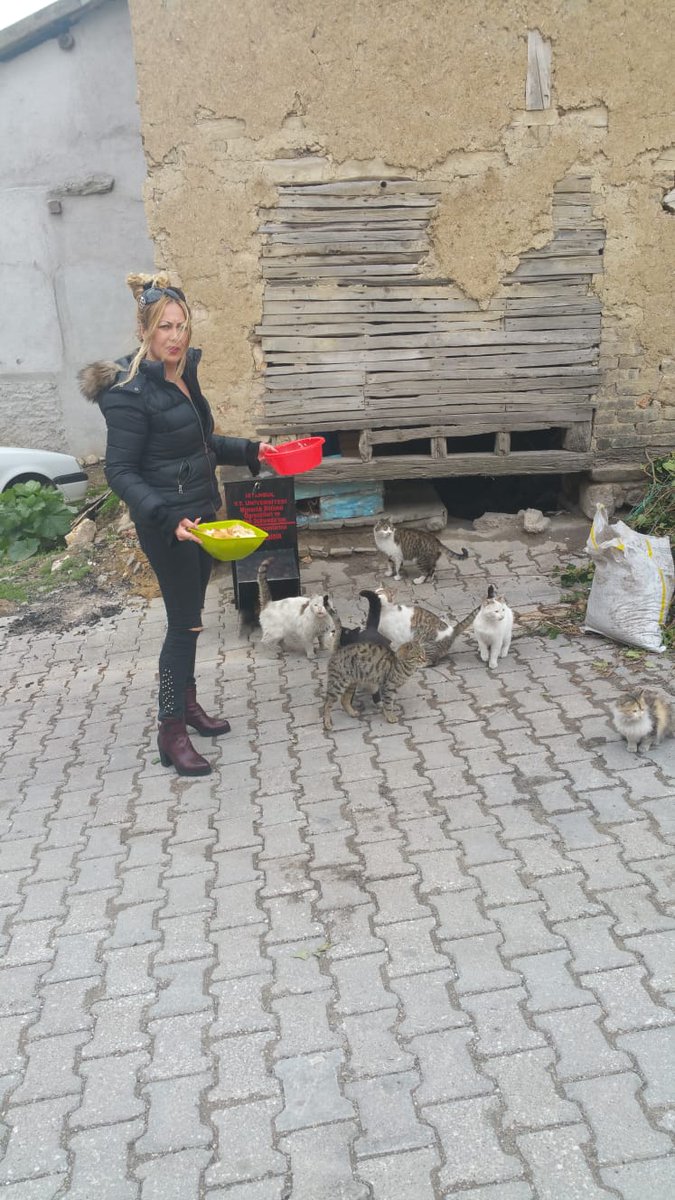 MinePusatt's tweet photo. @omurgedik @suleymansoylu @hacikodernek Kütahya’nın Şaphane ilçesinde yaşamaktayız.Annem bütün vaktini neredeyse ilçenin bütün hayvanlarına mama tedariği sağlayıp ve onları beslemekle geçiyor.Tek başına gönüllü olduğu bu konuda malesef belediye ve ilçe halkından yardım alamıyor. Hayvanlar ac kimse ilgilenmiyor ömür hnm https://t.co/xaSdme3cIB