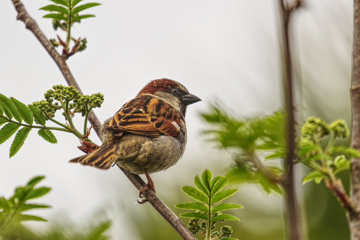 abuzzandaflutter.co.uk tweet media