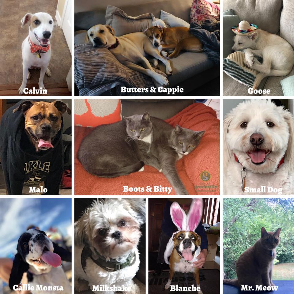 gvilleparksrec's tweet photo. Happy National Pet Day! 🐾 Meet some of our staff’s furry friends. 🐶🐱 Celebrate with us by sharing a photo of your pet in the comment section below. #greenvilleathome #nationalpetday #connectplaygrow #yeahthatgreenville #livelearngreenville #experienceourpassion https://t.co/4F2AWWKL0m