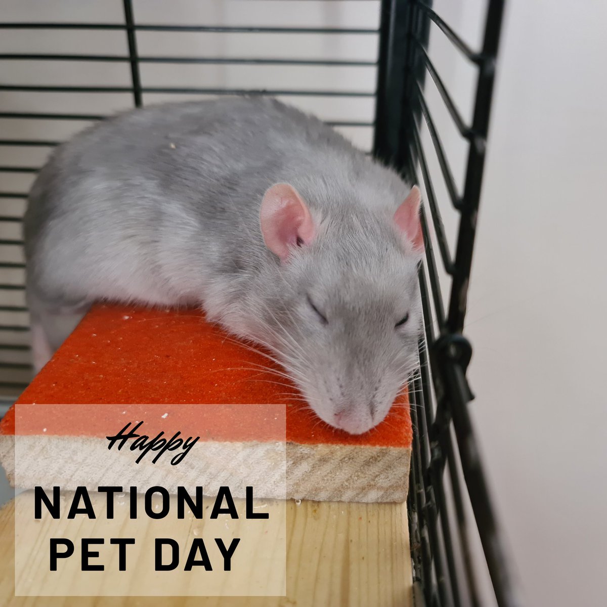 Happy National Pet Day 🎉🐁🐀
#NationalPetDay #Rats #Rattybox