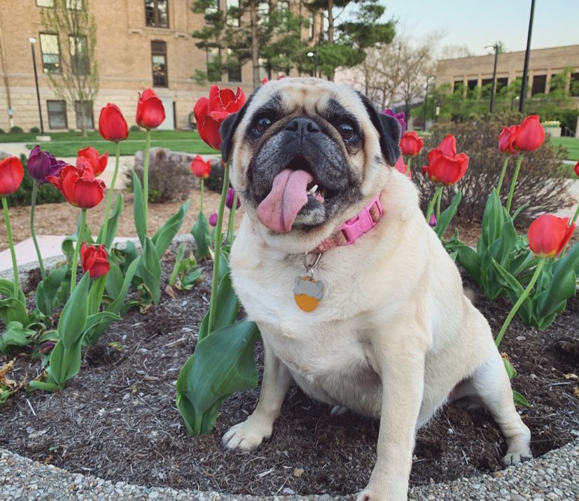 Happy #NationalPetDay to my baby Miss Pickles🐶