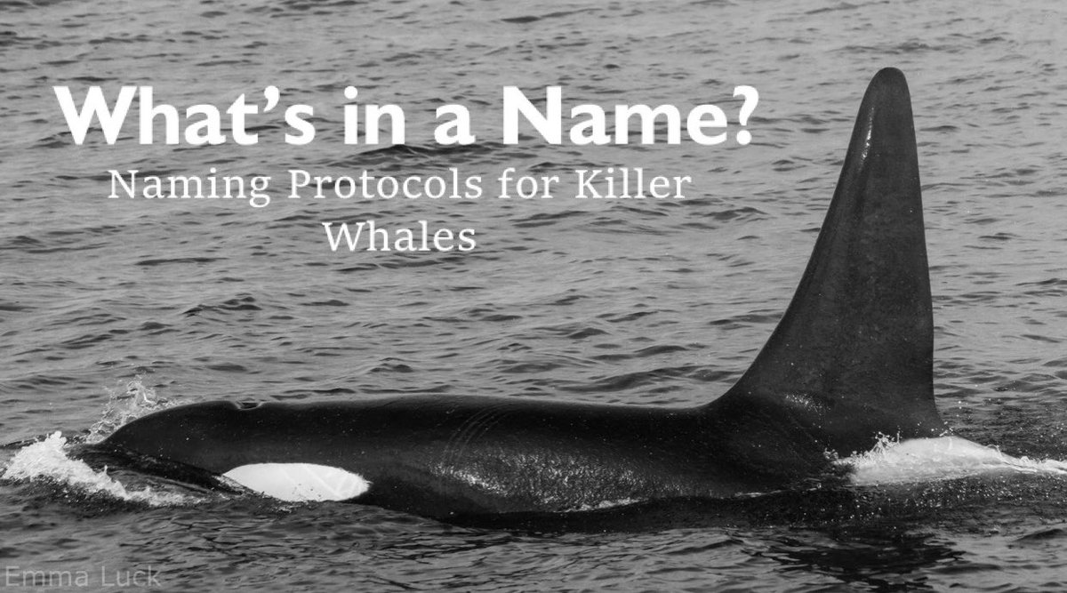 Have you ever seen a killer whale referred to by a string of letters and numbers, such as AP18 or AT186? Have you ever wondered what those letters and numbers really mean? A thread: