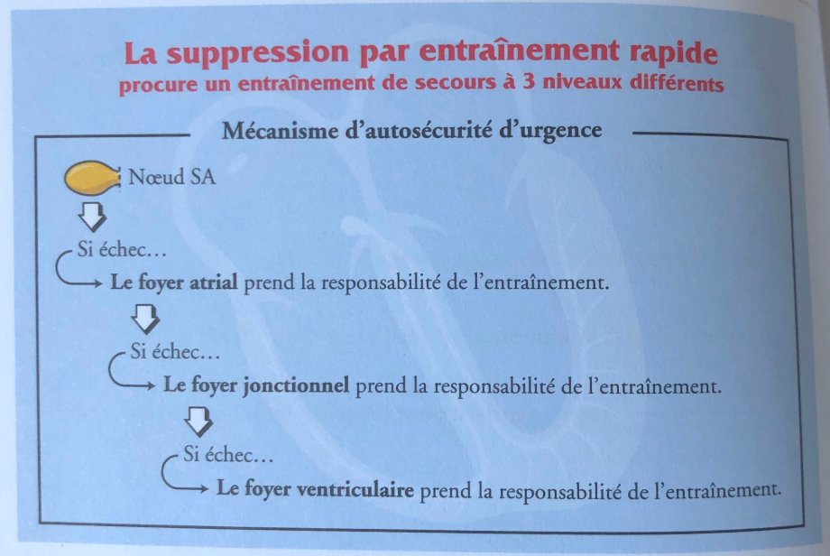 Plus le groupe de cellule est situé « bas », plus le rythme est faible et moins c’est bon. Mais heureusement le corps fait toujours en sorte d’avoir le meilleur rythme d’échappement possible.