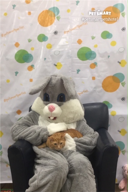 For those who like cats and Easter, I bring you this bit of feline trauma from last year.