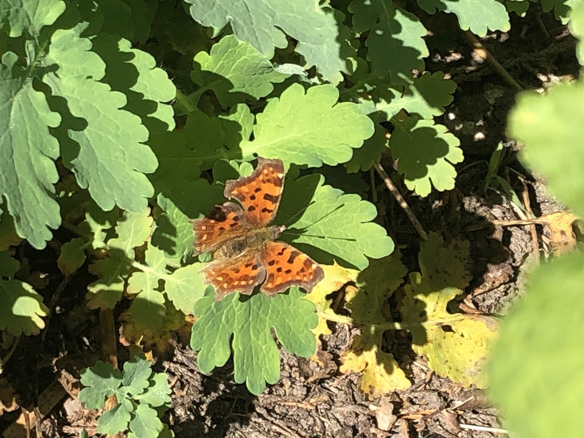 BoswachterFrans's tweet photo. Wens iedereen een hele mooi Paaszaterdagavond toe. Vandaag had ik een #tuindag Naast heel veel soorten solitaire bijen en dansmuggen kwamen ook op bezoek man en vrouw oranjetip, 2 citroenvlinders, 2 bonte zandoogjes, diverse boomblauwtjes en één gehakkelde aurelia #genieten https://t.co/qxBH4EOMbe