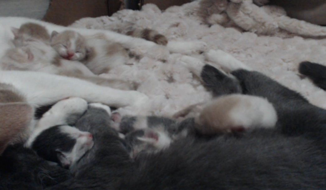 Ecila37813745's tweet photo. I adopted two pregnant cats at the start of this virus I was afraid they would be put down in the already pack shelters! They both had their babies!! Any help I can get would be amazing! Please help! https://t.co/NtnvZvrcUr