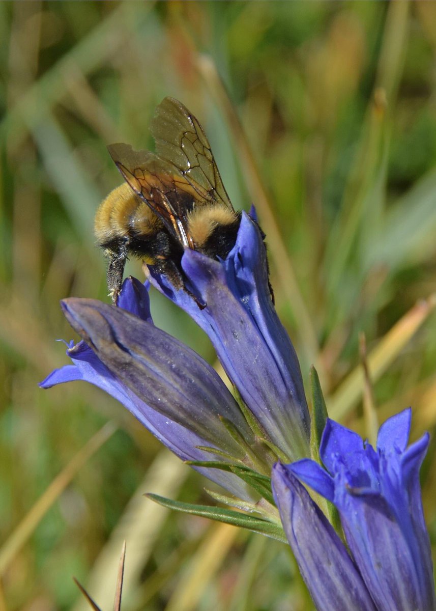 ColoradoNPS's tweet photo. #PollinatorSaturday captured by Carol English near Walden, Oct 2019 https://t.co/JjlJZB6bu5