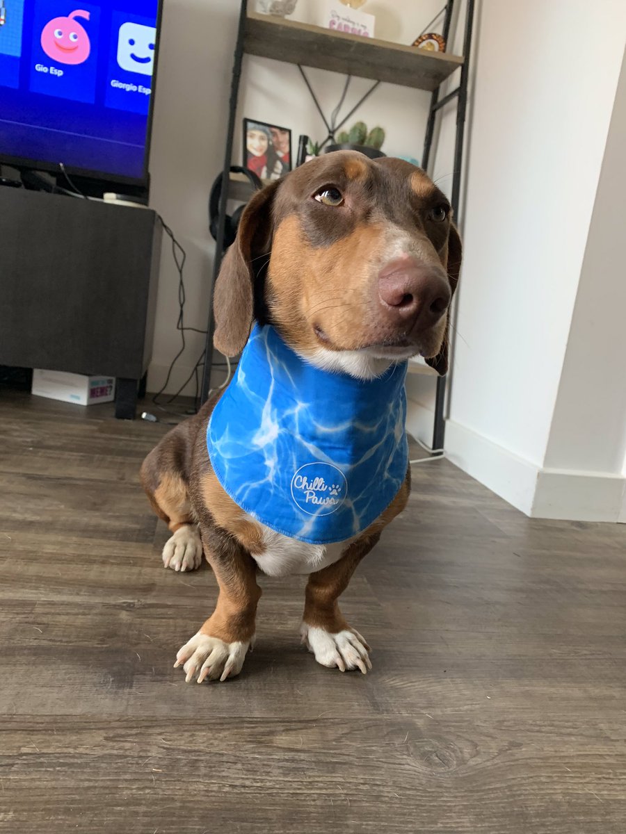 dog cooling bandana b&m
