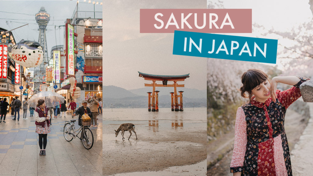 Sakura in Japan: the film (&amp; guide update!) up #ontheblog today! thecatyouandus.com/sakura-in-japa…