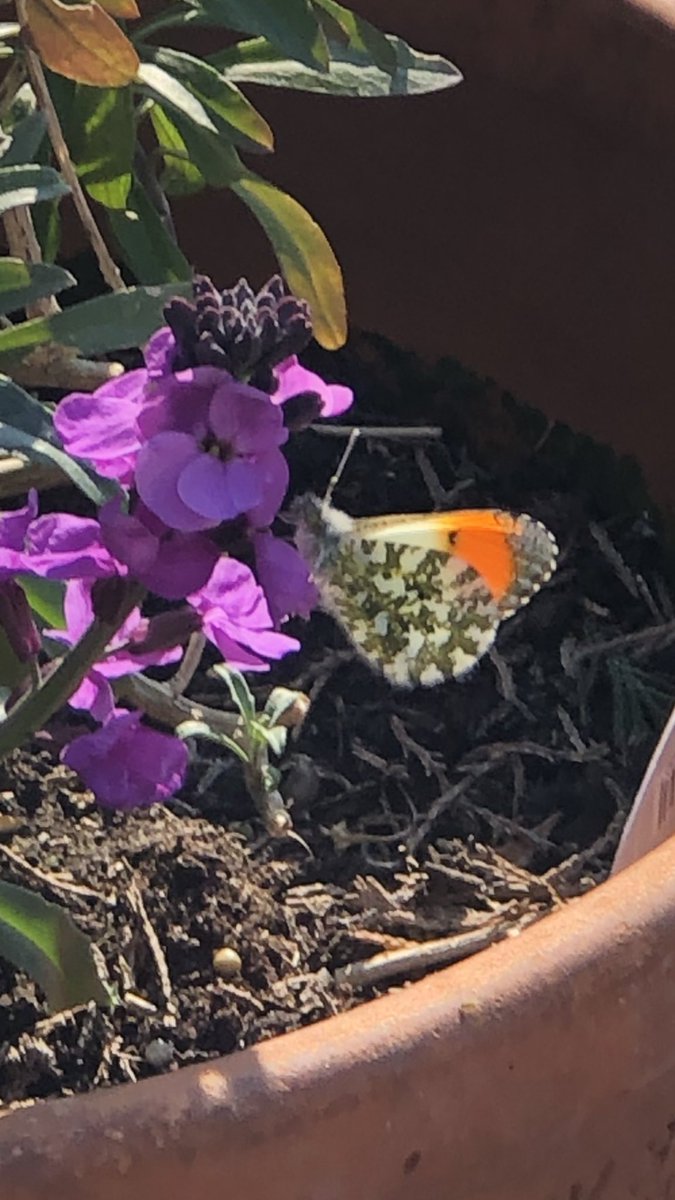 shhitchcox's tweet photo. @Jackpotjoy nature at its best .. this stunning butterfly im garden .. shh71072 happy easter 🐣 https://t.co/OkgjQBzCBF