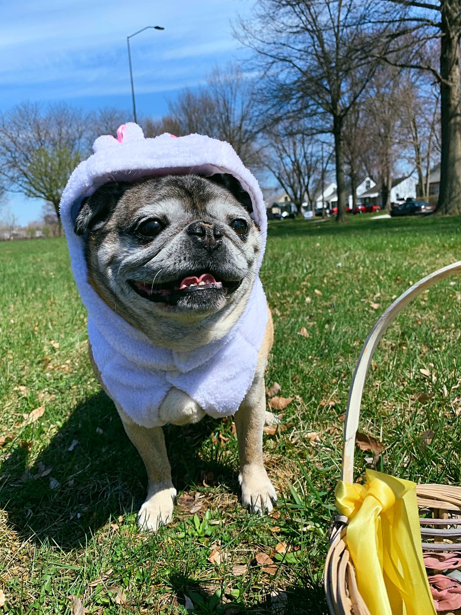 pugwithattitude's tweet photo. Easter puggie 🐰🐣 https://t.co/n7Wzz9o29O
