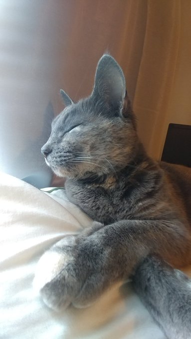 Mew says happy Caturday! https://t.co/pNJiCWAYgs<a href="/tag/newprofilepic"class="tags"><span>#newprofilepic</span></a>