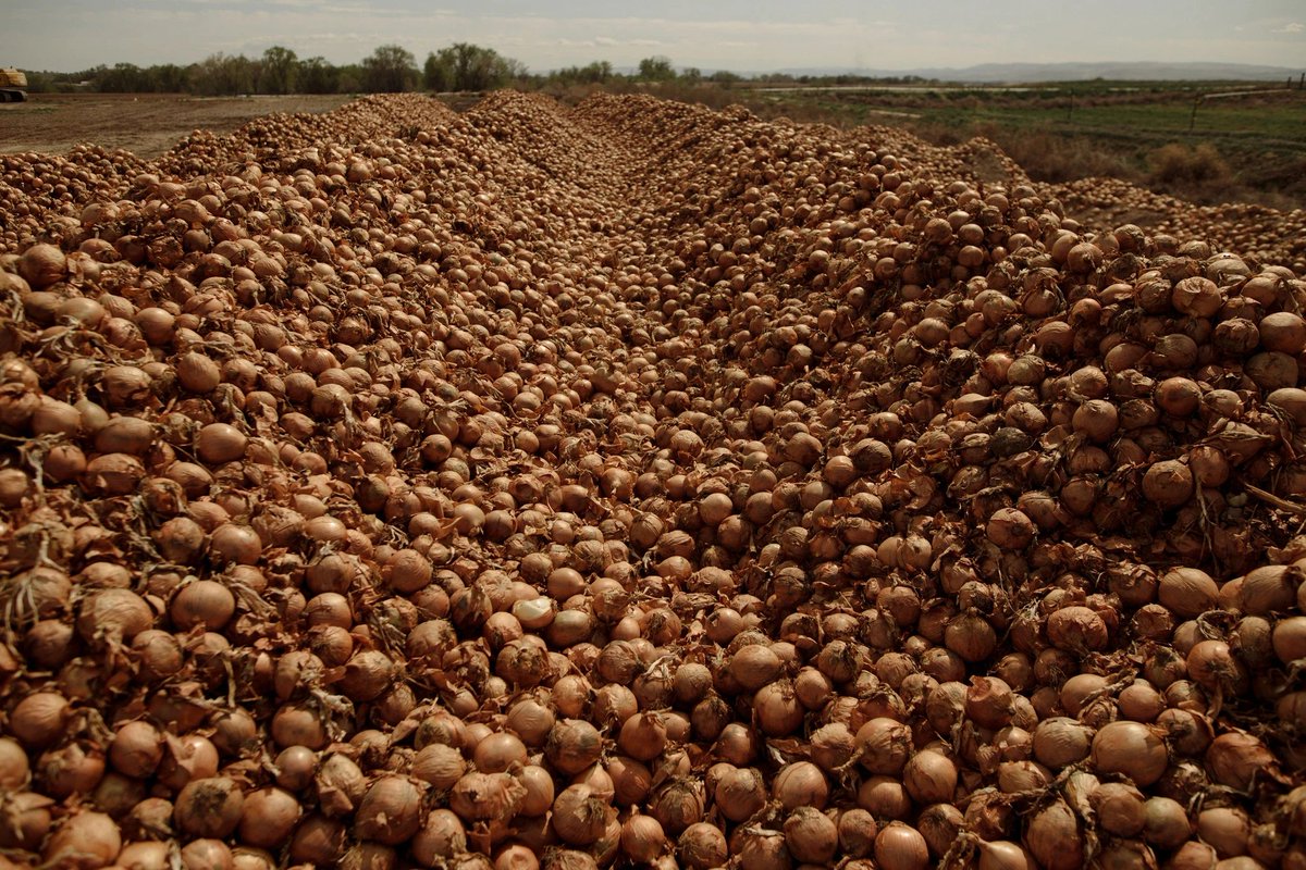 Food system's limited capacity to quickly redirect production is revealing its underlying structure and patterns. Two striking pictures: Millions of onions in Iowa piled up to be buried as waste; thousands of drivers waiting patiently for food from the San Antonio food bank.