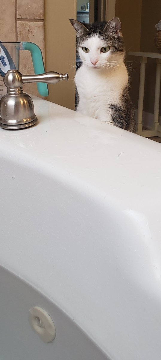 butters_da's tweet photo. Get out if this giant water dish you animal! #DumbHuman #Caturday #CatsOfTwitter #CatsOfTheQuarantine https://t.co/DdmQki3Ryl