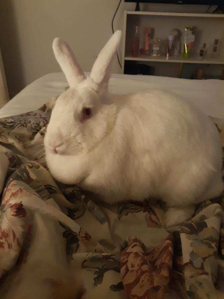 Torri_145's tweet photo. #Nationalpetday 💕🥰 https://t.co/6eFkphNiEA