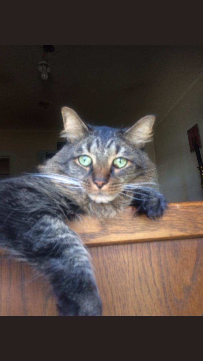 Torri_145's tweet photo. #Nationalpetday 💕🥰 https://t.co/6eFkphNiEA