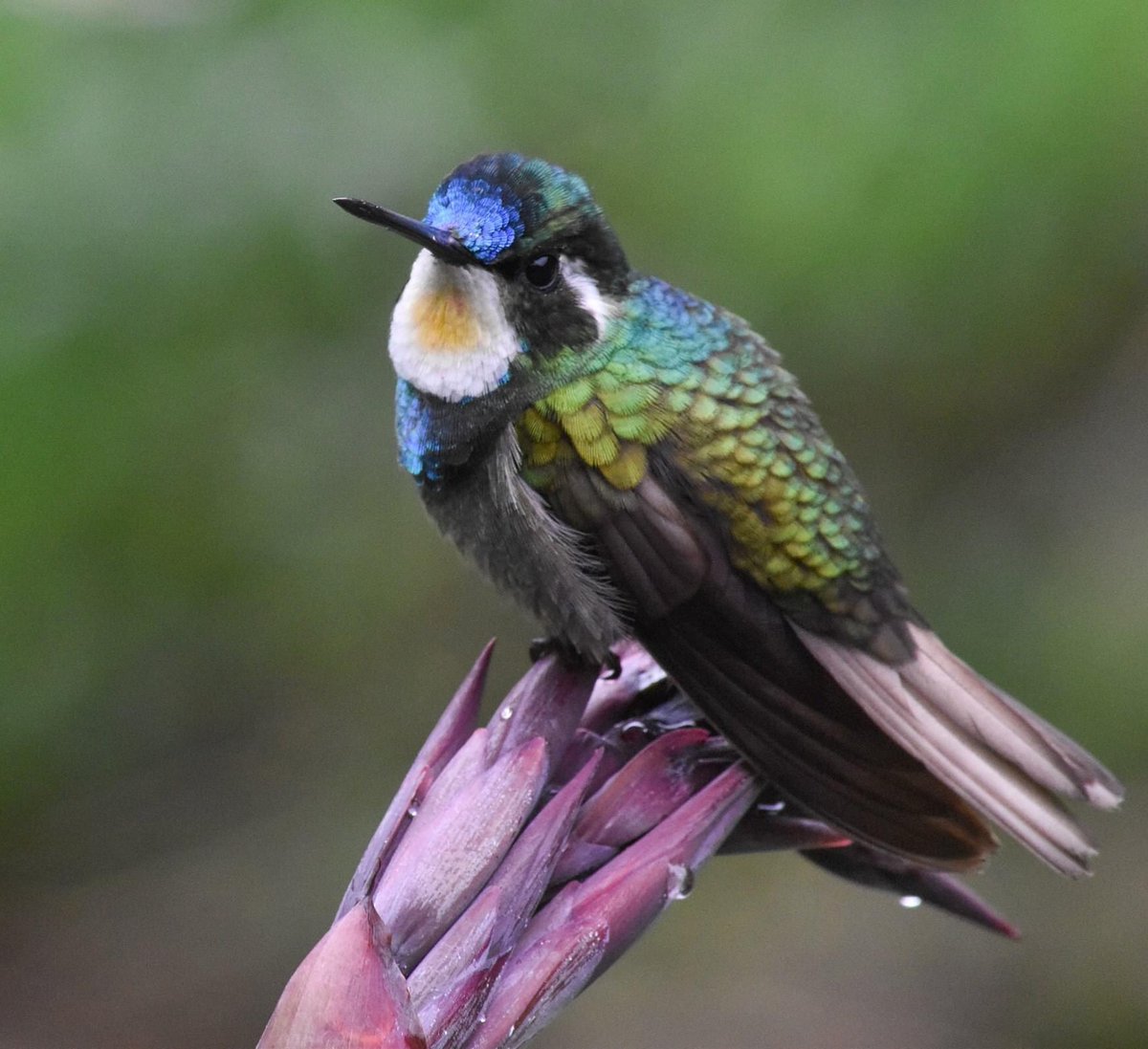 Here are some very nice birds I saw in Costa Rica to compliment your Saturday. Let’s start with the white-throated mountain gem which is know for producing involuntary chef-kiss gestures in those who see it.