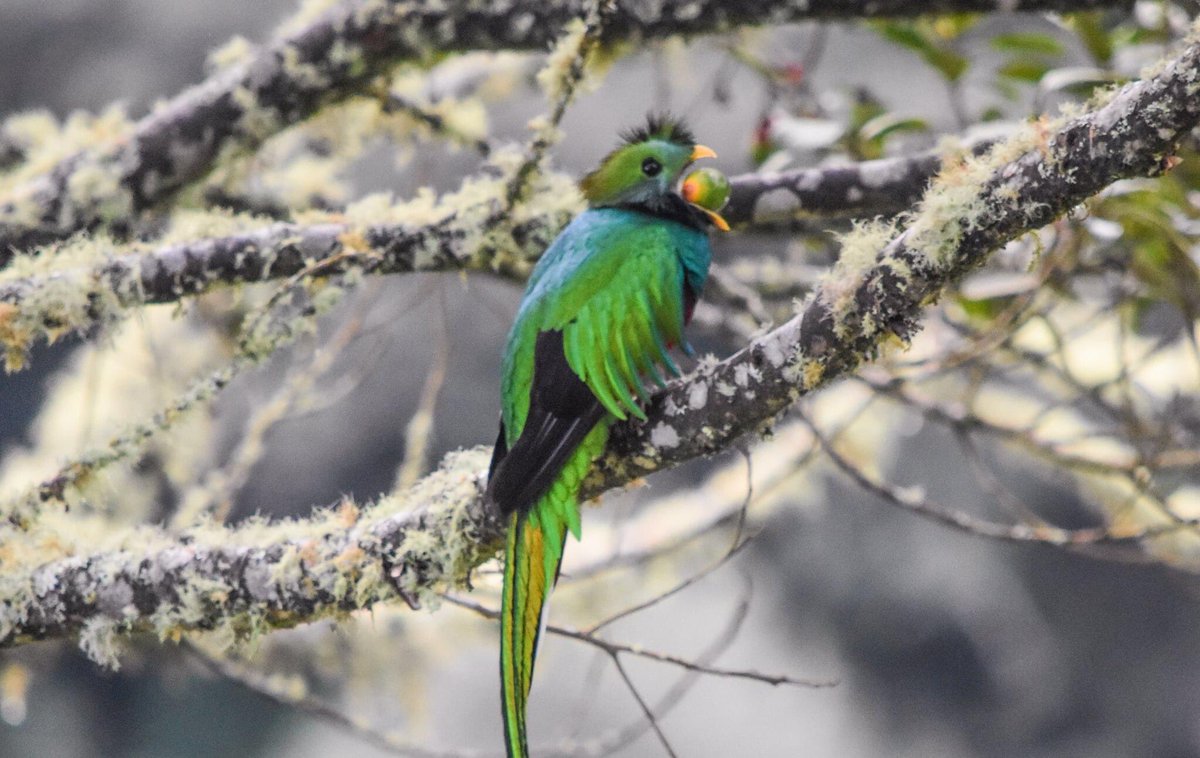 Resplendent quetzal. In the first photo it’s eating its favorite food, the native avocado. Most animals can’t eat avocados because they contain persin, a fungicidal toxin. So quetzals are a crucial seed disperser for this plant.