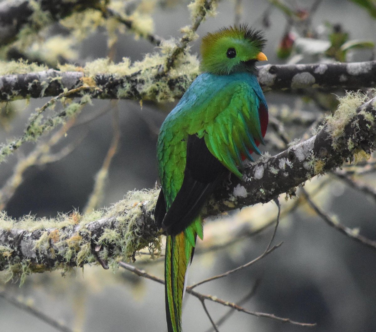 Resplendent quetzal. In the first photo it’s eating its favorite food, the native avocado. Most animals can’t eat avocados because they contain persin, a fungicidal toxin. So quetzals are a crucial seed disperser for this plant.