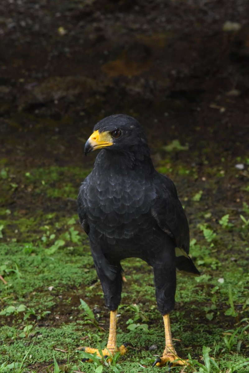 A badass black hawk
