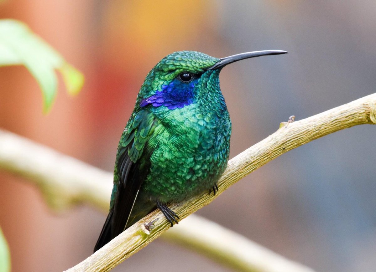 The hummingbirds in Central Anerica need to settle down. This green violetear is just too much!