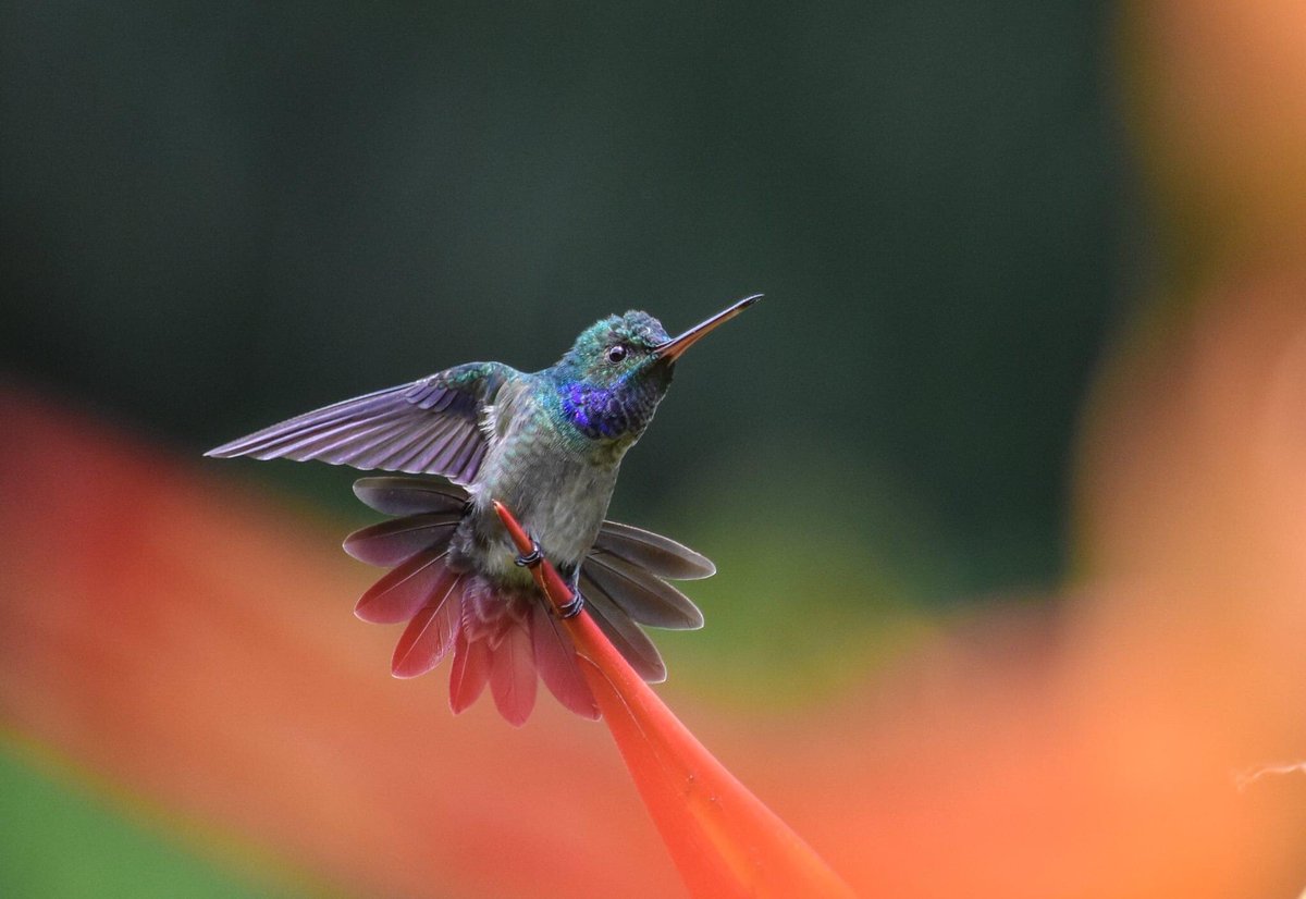 A charming hummingbird. No really, that’s it’s name. I told you, these hummers are out of control.