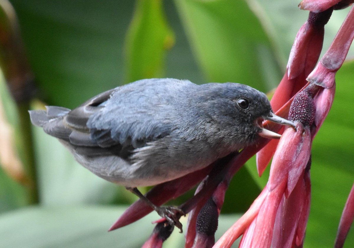 A male and female slaty flowerpiecer at work. Instead of sipping nectar with long bills and tongues, they simply “steal” it by puncturing the flower’s base.