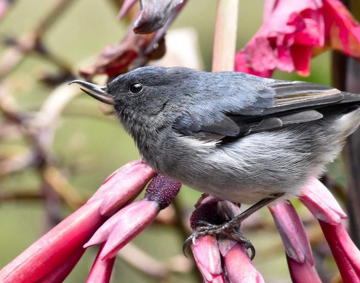 A male and female slaty flowerpiecer at work. Instead of sipping nectar with long bills and tongues, they simply “steal” it by puncturing the flower’s base.