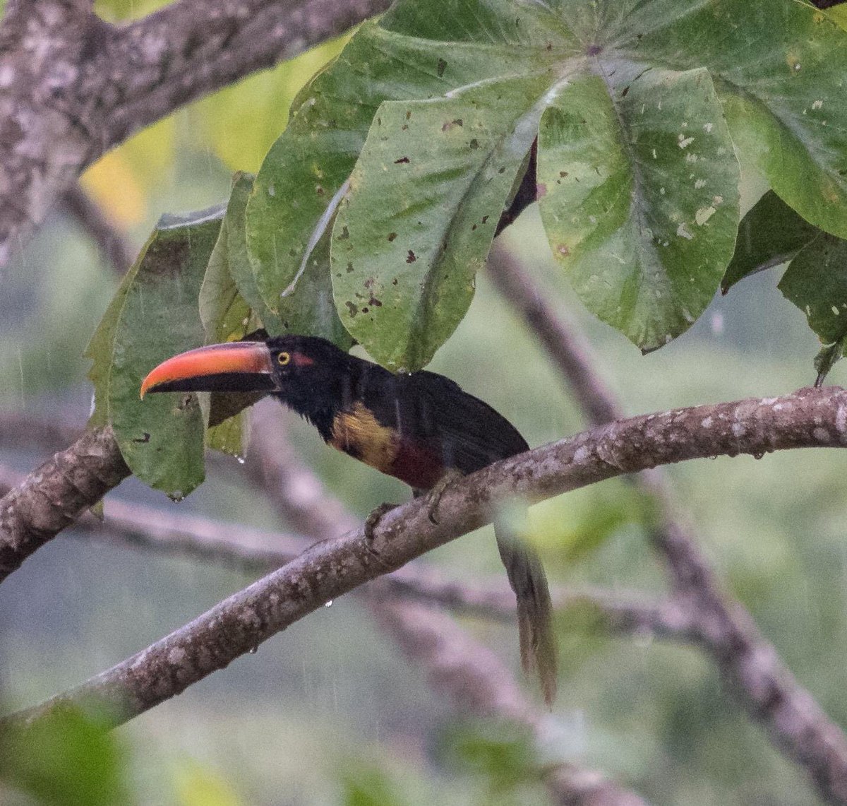 An fiery-billed aracari waiting out a rainstorm under a cecropia leaf. Aracaris are basically small toucans. Their larger cousin, the black mandibled toucan, also liked the cecropia trees