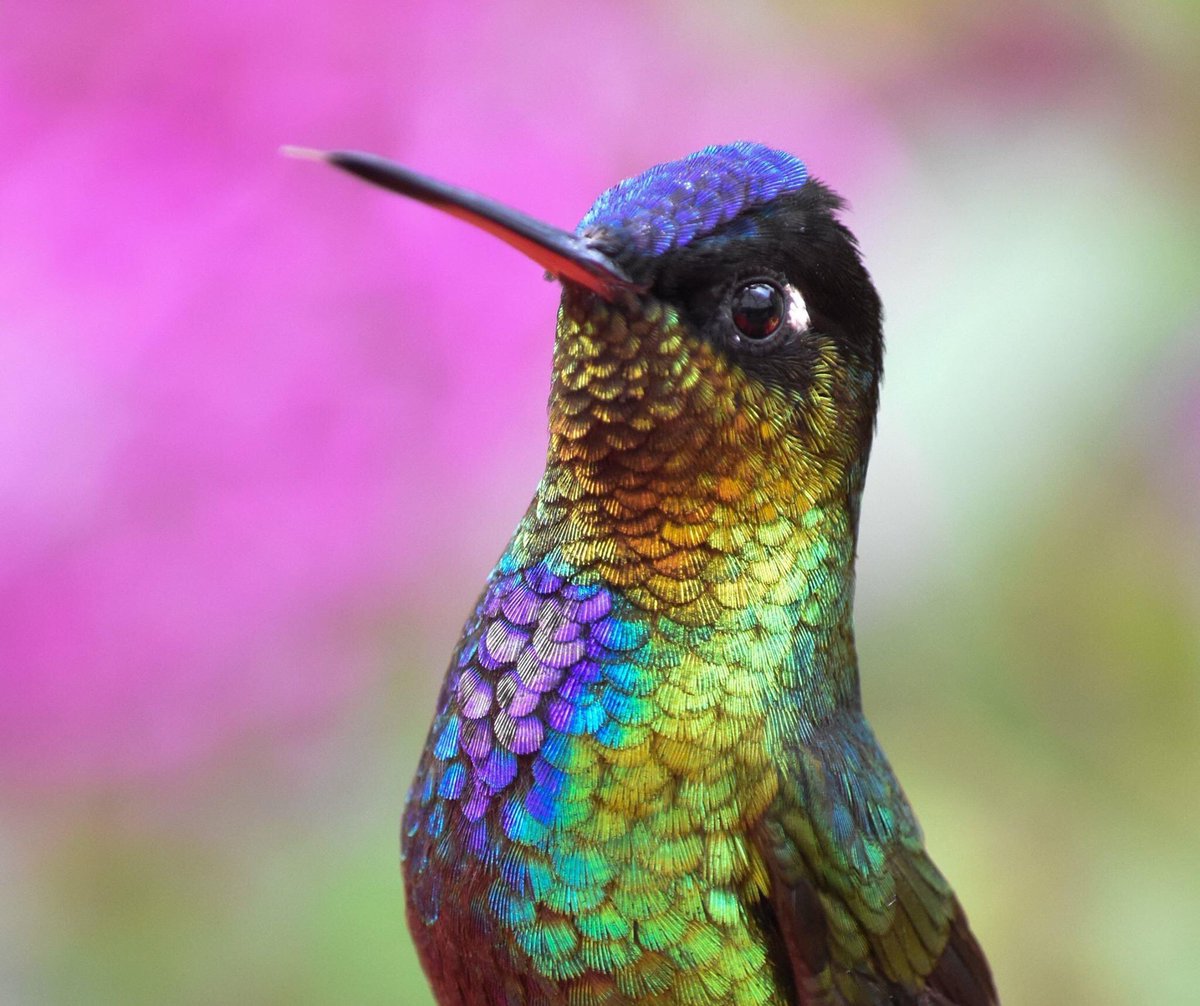 Real hummingbird or a sneaky photoshop?