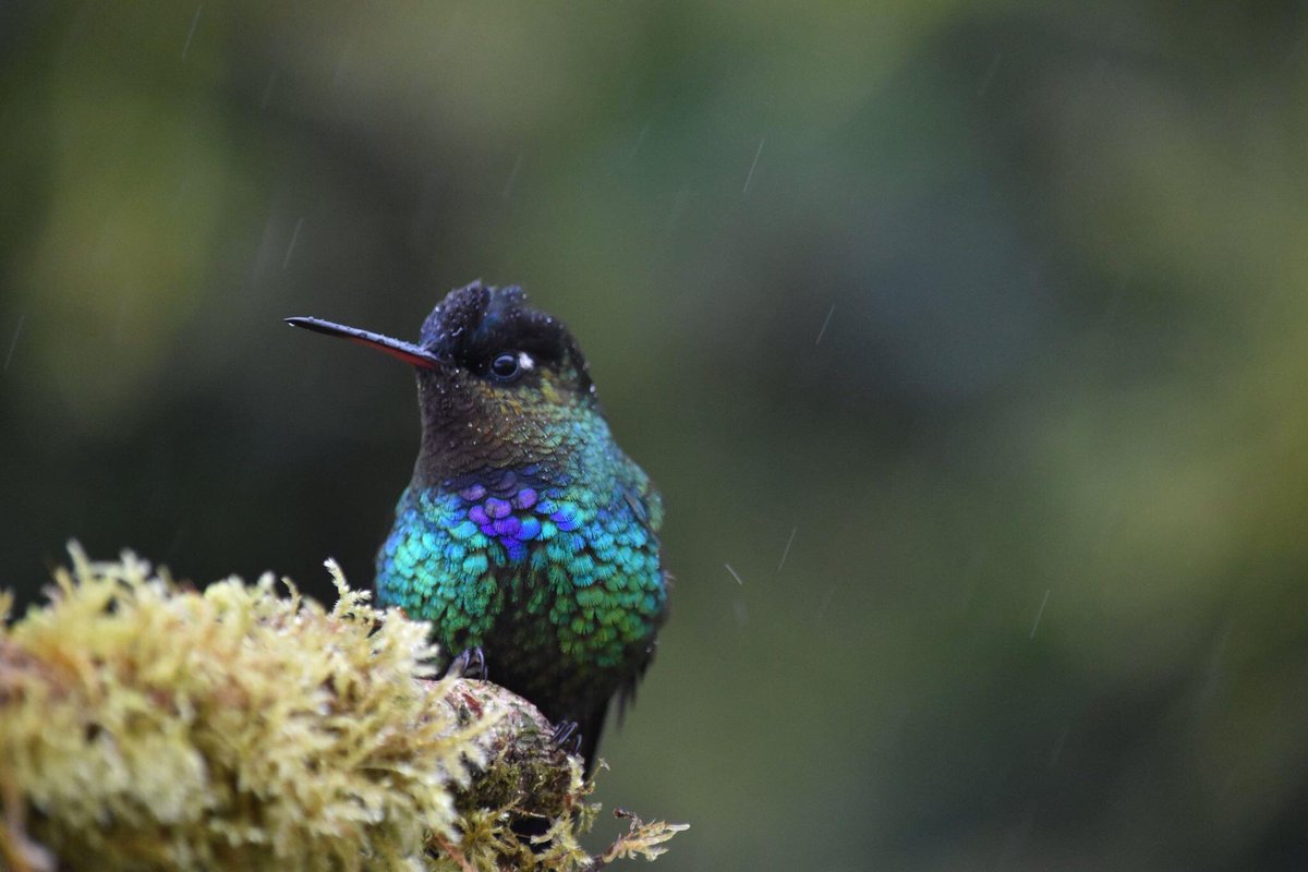 Real! Thanks to structural color (which uses physics rather than pigment to make color) this fiery throated hummingbird is capable of an instant wardrobe change.