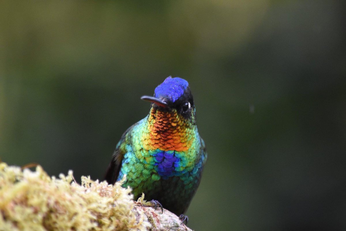 Real! Thanks to structural color (which uses physics rather than pigment to make color) this fiery throated hummingbird is capable of an instant wardrobe change.