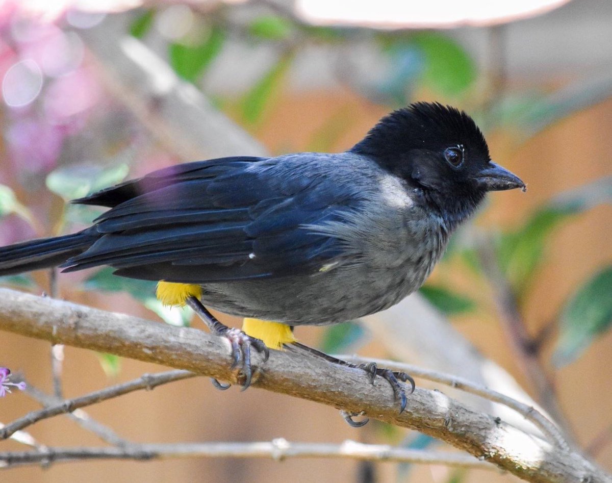 And finally lookatthepantaloonsonthisyellow-thighed finch!