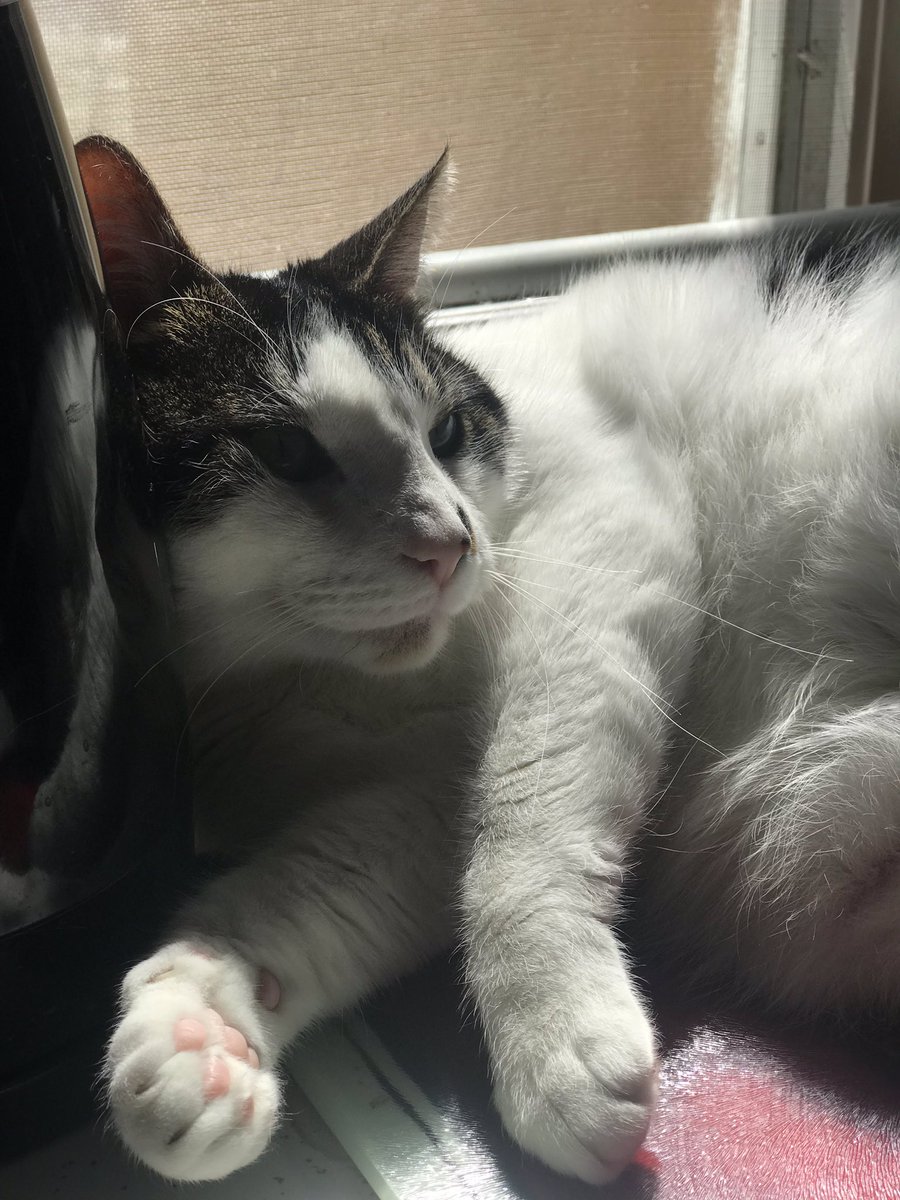 AmpersandPets's tweet photo. Happy Caterday #CatsOfTwitter #Caturday #CatsOfTheQuarantine #CatsOfVermont https://t.co/YIluEpSF7C