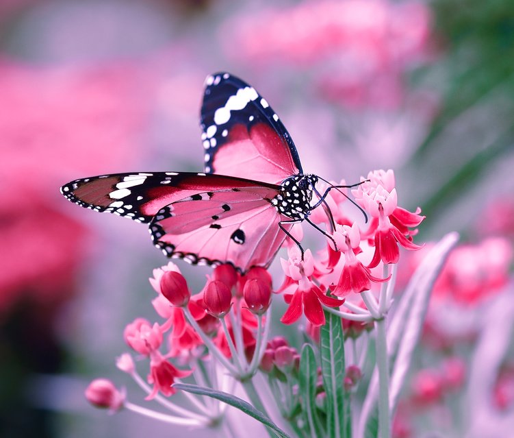 🦋