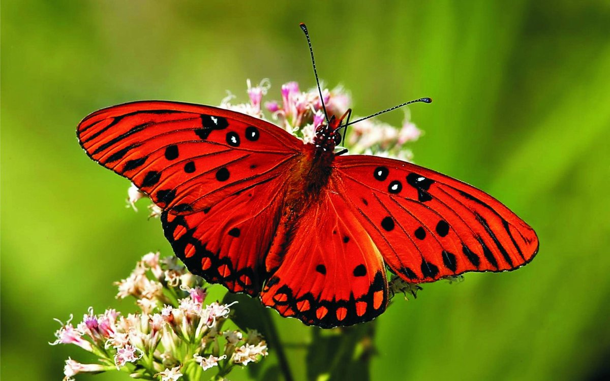 🦋