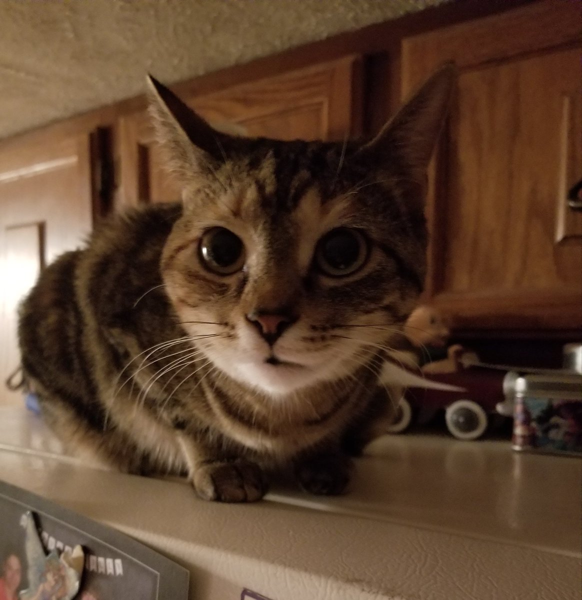 othrunner99's tweet image. It's #Caturday once again!  😺