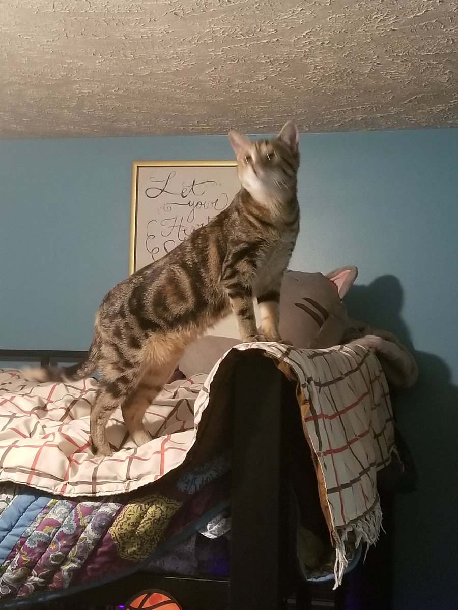 othrunner99's tweet image. It's #Caturday once again!  😺