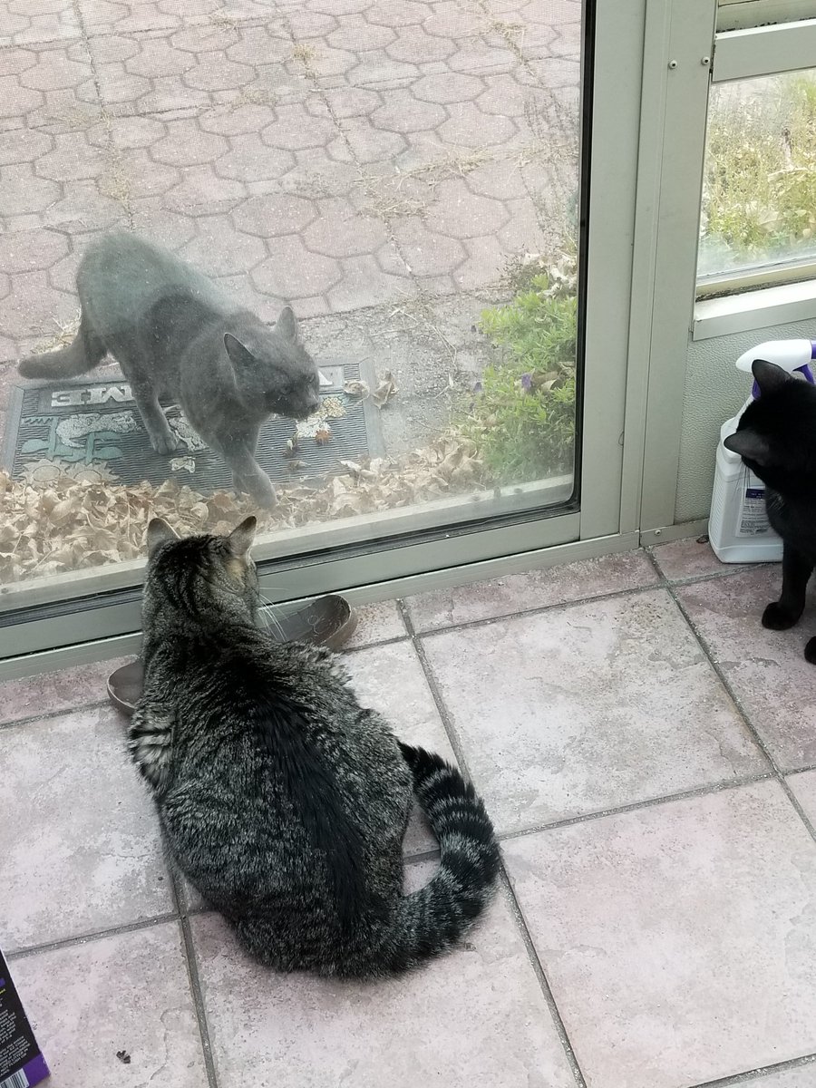 othrunner99's tweet image. It's #Caturday once again!  😺