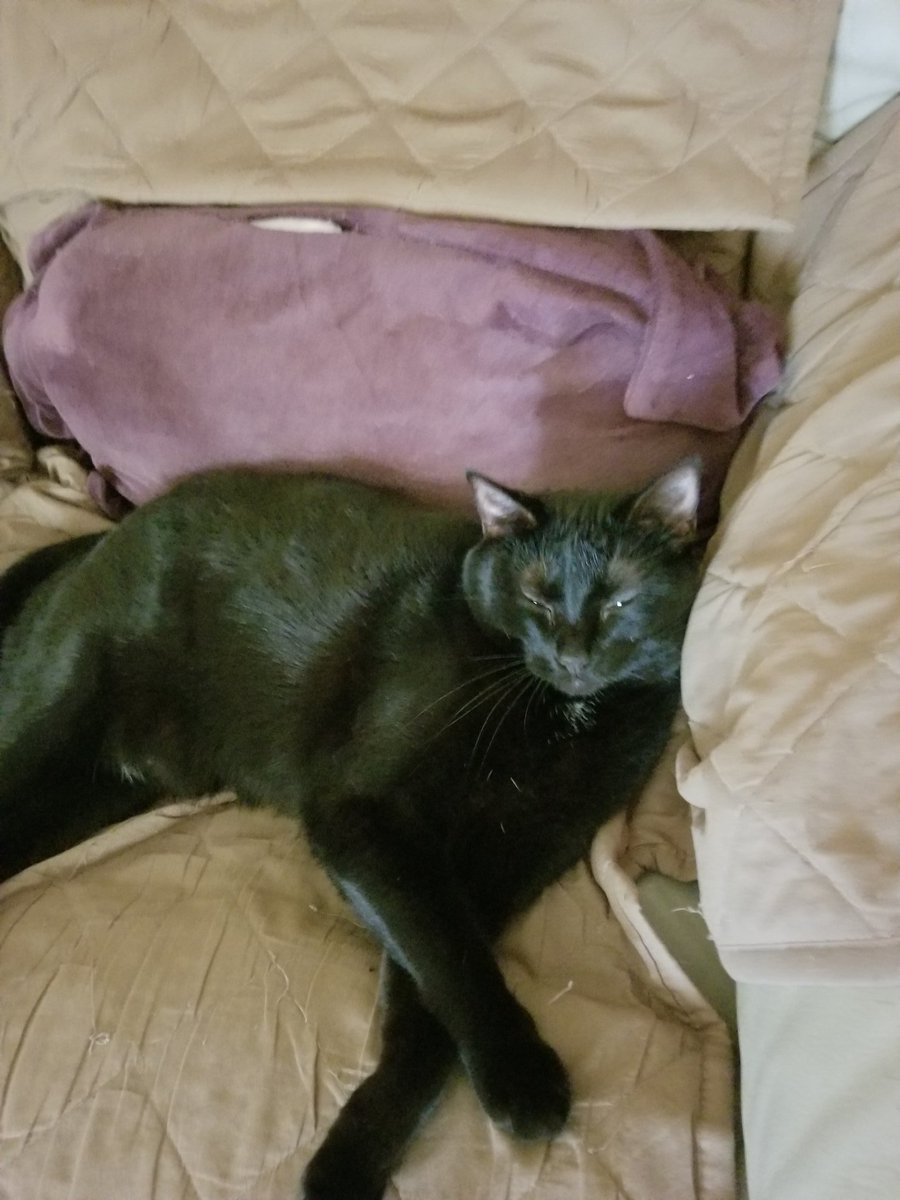 othrunner99's tweet image. It's #Caturday once again!  😺